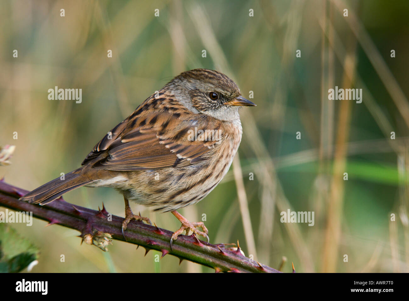 Heckenbraunelle Prunella Modularis sitzen seitlich am Dornbusch suchen alert Vollformat Potton bedfordshire Stockfoto