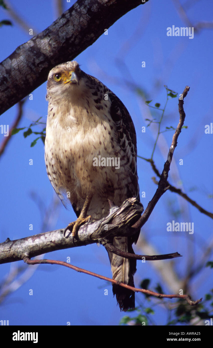 Einer der nur 70 wild Ryukyu Crested Serpent Adler. Japan. Stockfoto