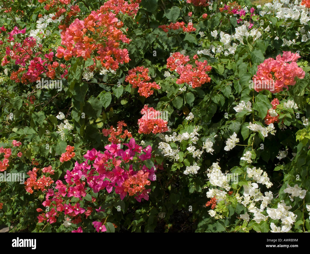 Multi farbige Bougainvillea Blumen Stockfoto