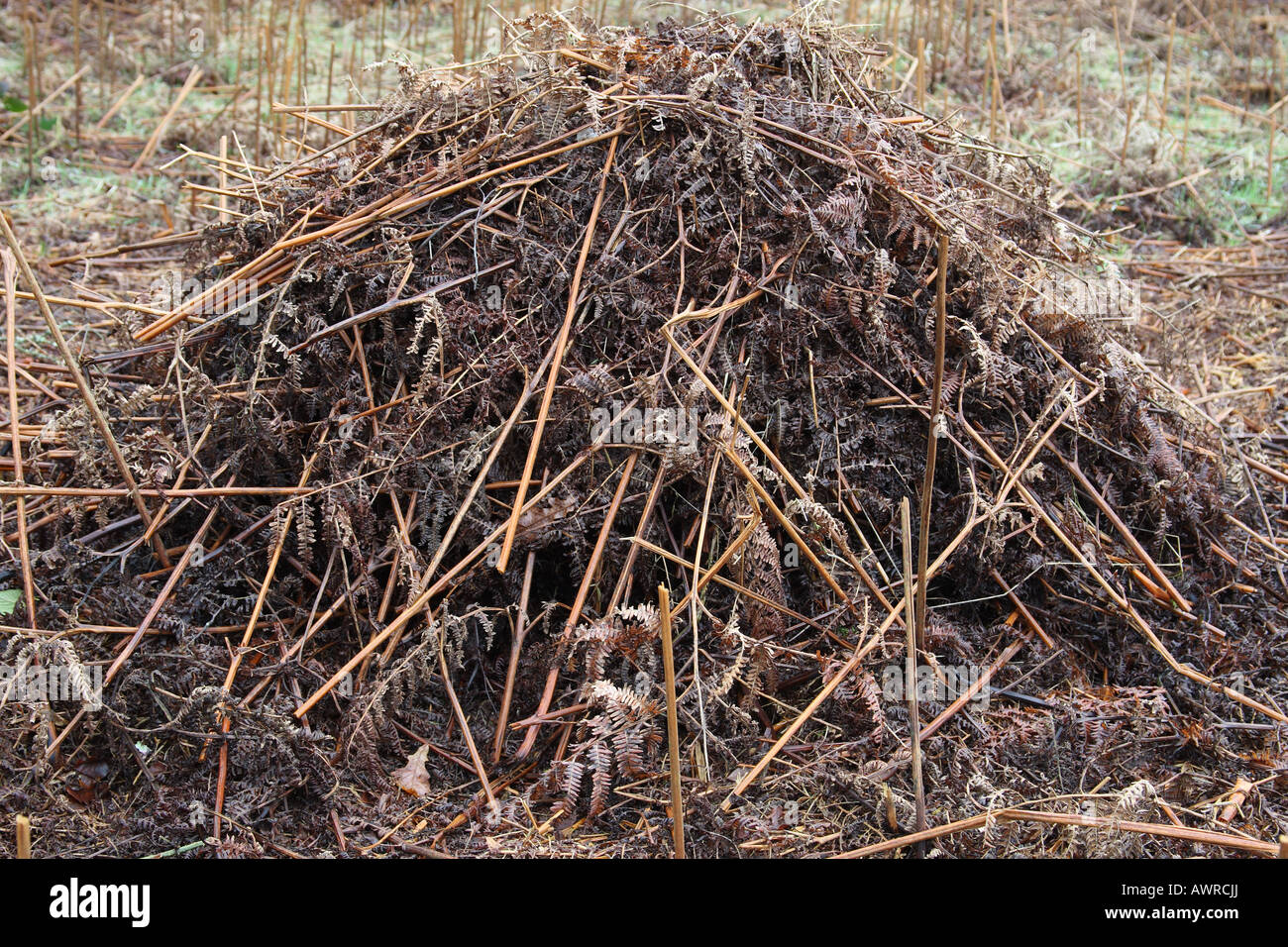 KOMPOSTIERBAREN MATERIALIEN BRACKEN IST EIN IDEALES MATERIAL FÜR DIE KOMPOSTIERUNG Stockfoto