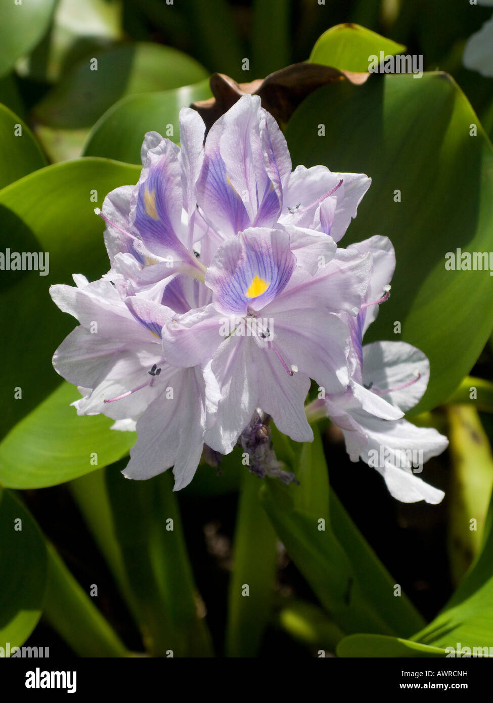 Wasser-Hyazinthe Stockfoto
