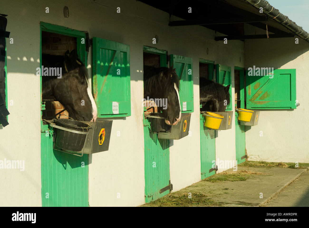 Drei Shire-Pferde mit Blick vom Stalltüren auf der Great Yorkshire Show, North Yorkshire, UK Stockfoto