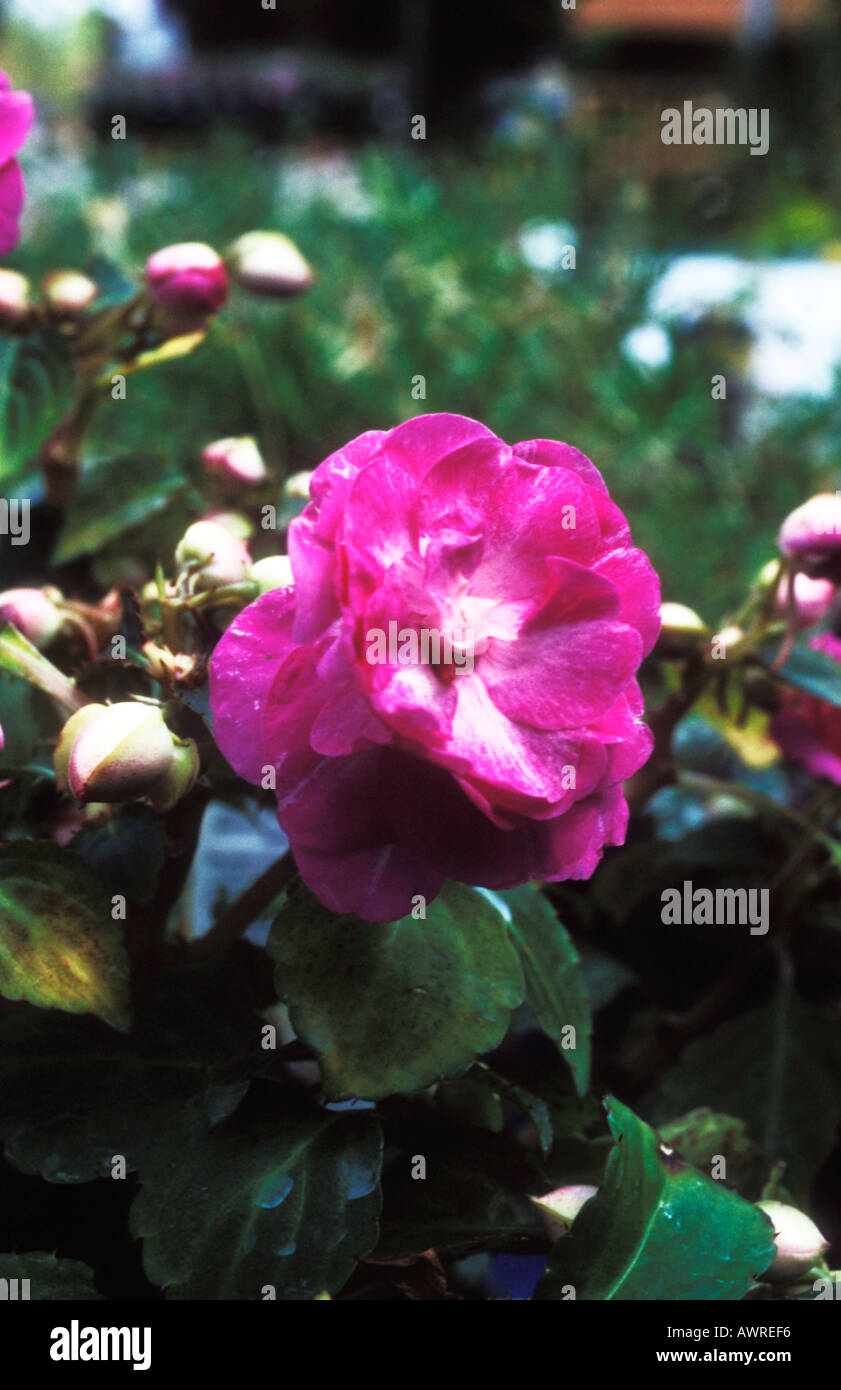 Lizzies - Double Impatiens Stardust Lavendel beschäftigt Stockfoto