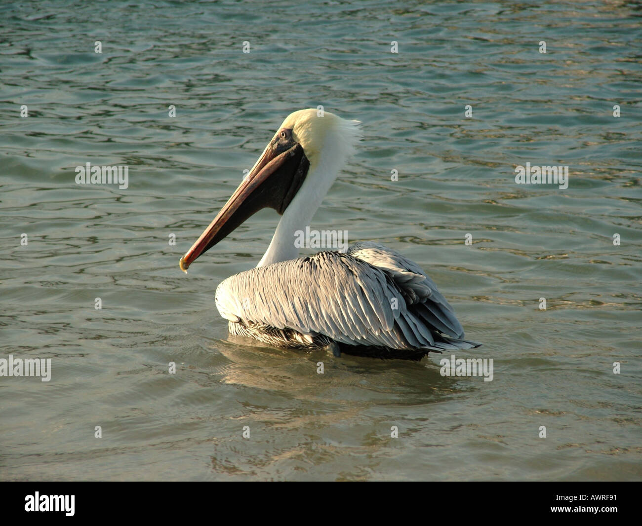 AJD38909, Fort Pierce, FL, Florida Stockfoto