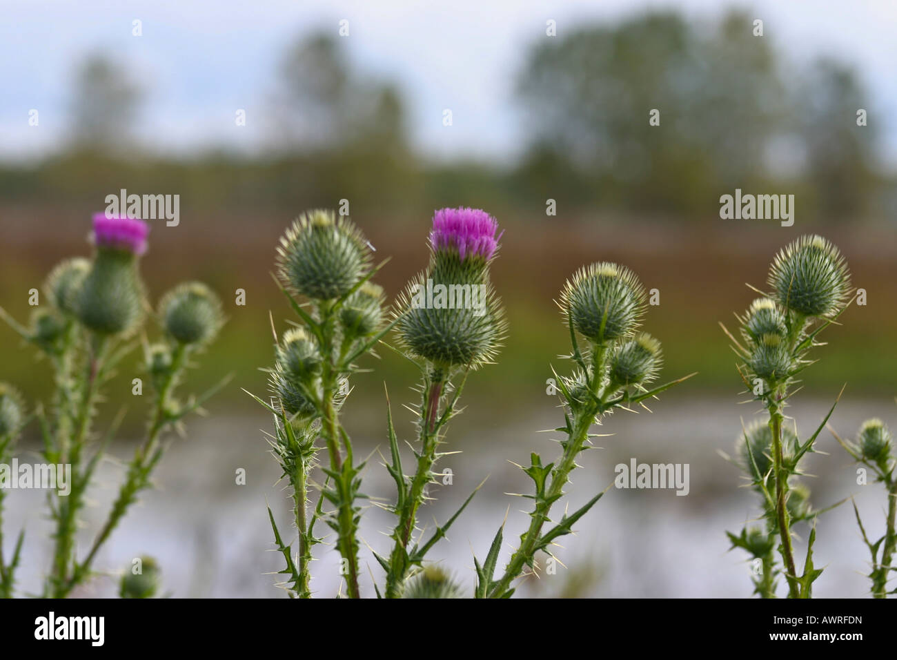 Bull Thistle lila Herbst wilde Blumen auf verschwommenem Hintergrund Niemand Landschaft von vorne ländliche Landschaft horizontal Ohio in den USA USA Hi-res Stockfoto