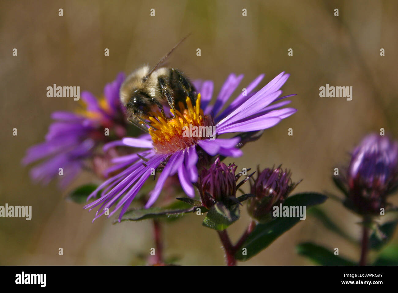 Golden Northern Humble Bee (Bombus fervidus) Hummel Biene Insektenbestäubung lila Blume Nahaufnahme von oben Niemand horizontal in den USA Hi-res Stockfoto