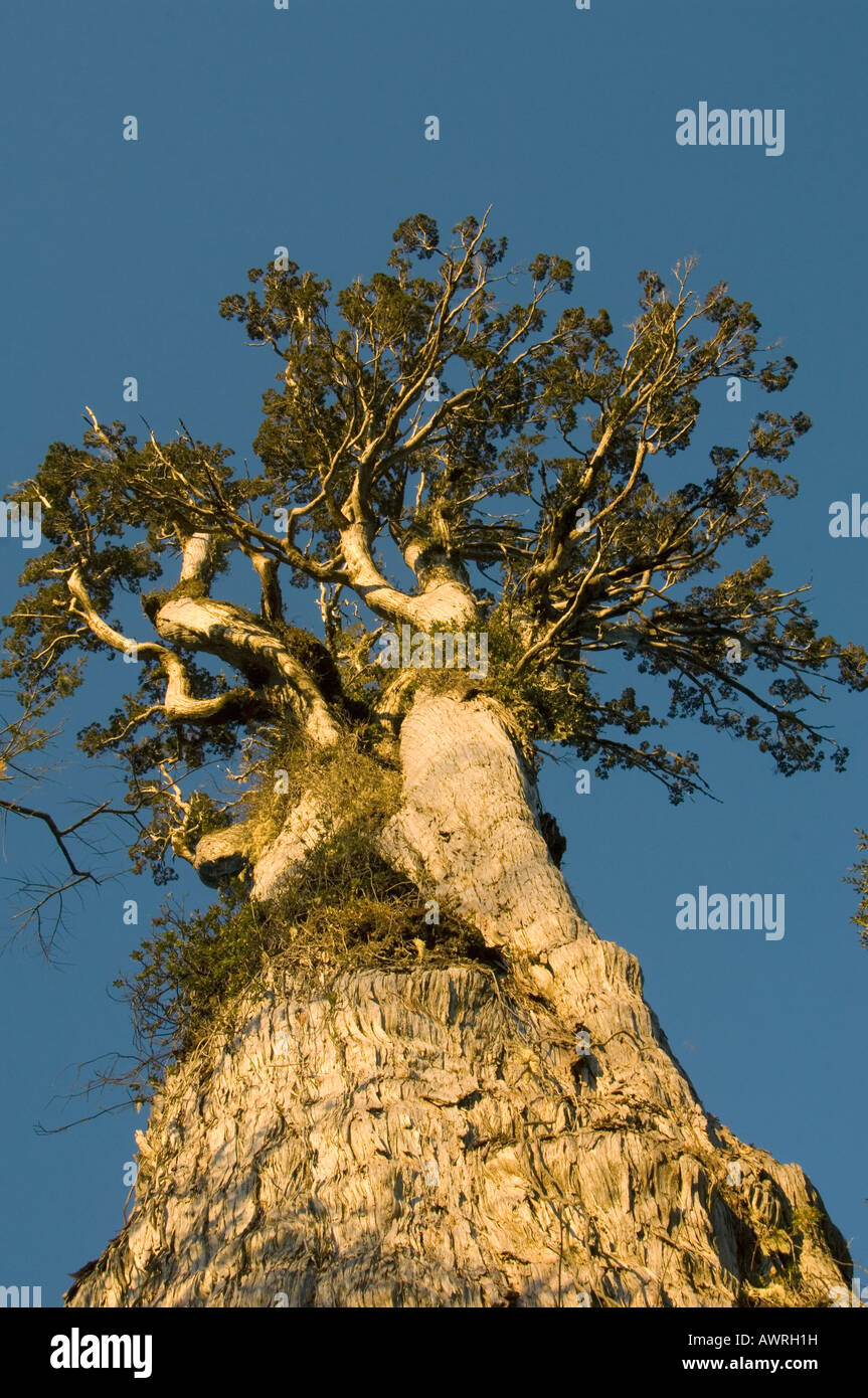 Baum Alerce (Fitzroya Cupressoides) WILD, Nationalpark Alerce Andino, CHILE Stockfoto