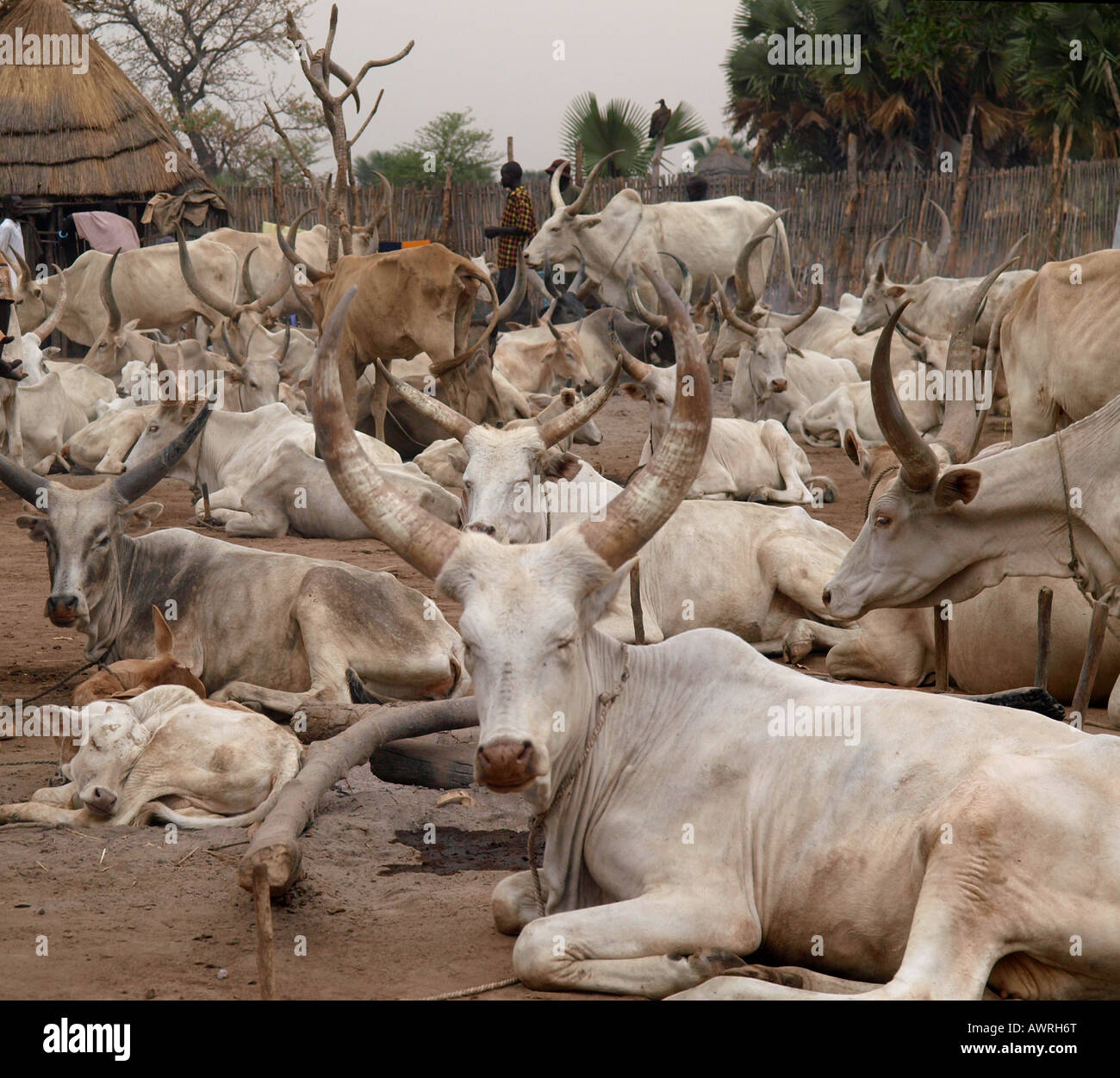 Rinderherde im Süd-Sudan Stockfoto