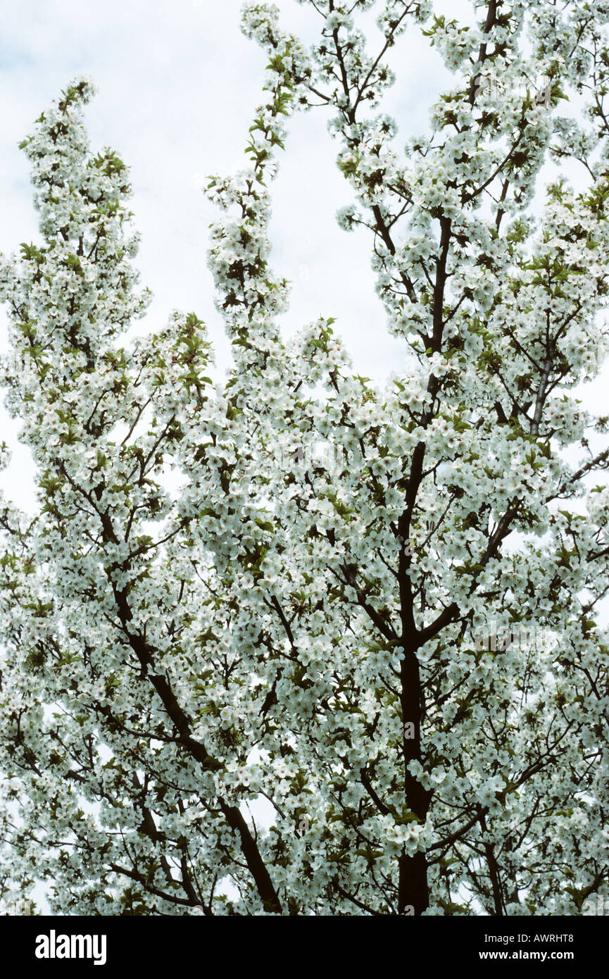 Prunus umineko, blühende Kirsche, Baum, weiße Blüte, Frühling, Stockfoto