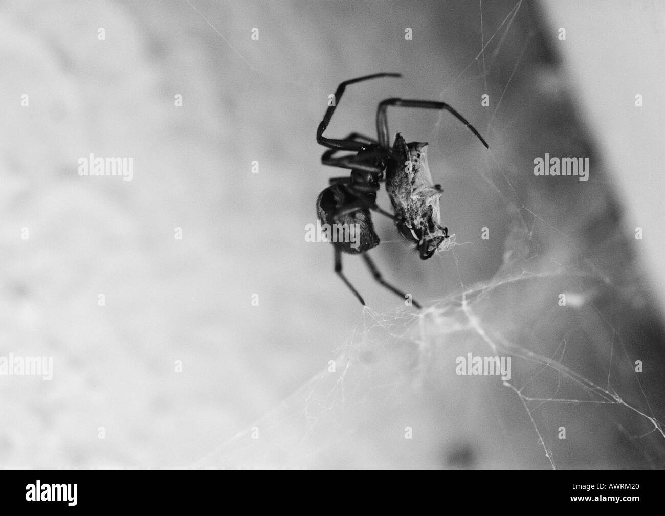Spider Web, b&w. Stockfoto