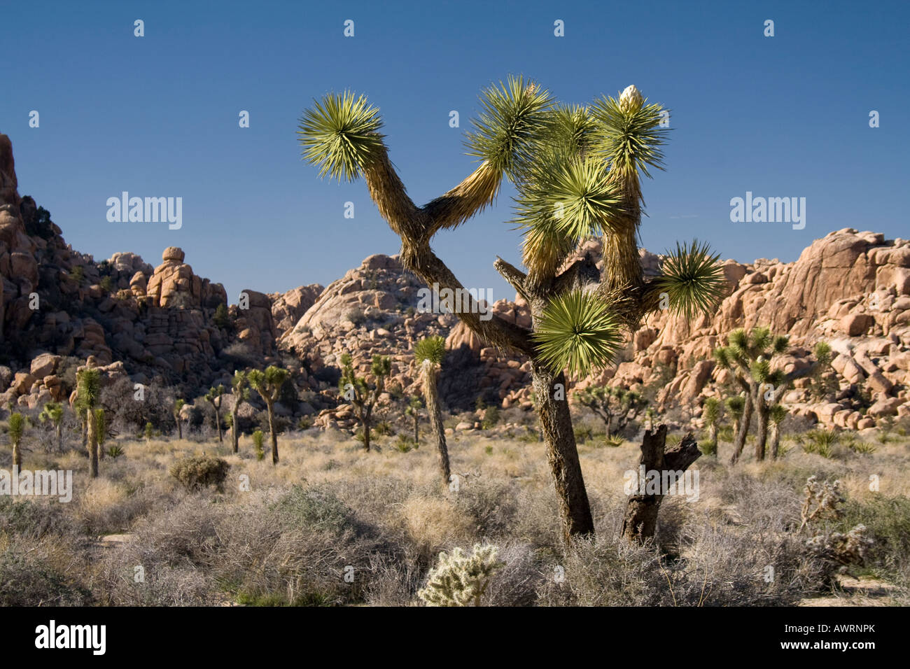 Hidden Valley, Joshua Tree Nationalpark Stockfoto