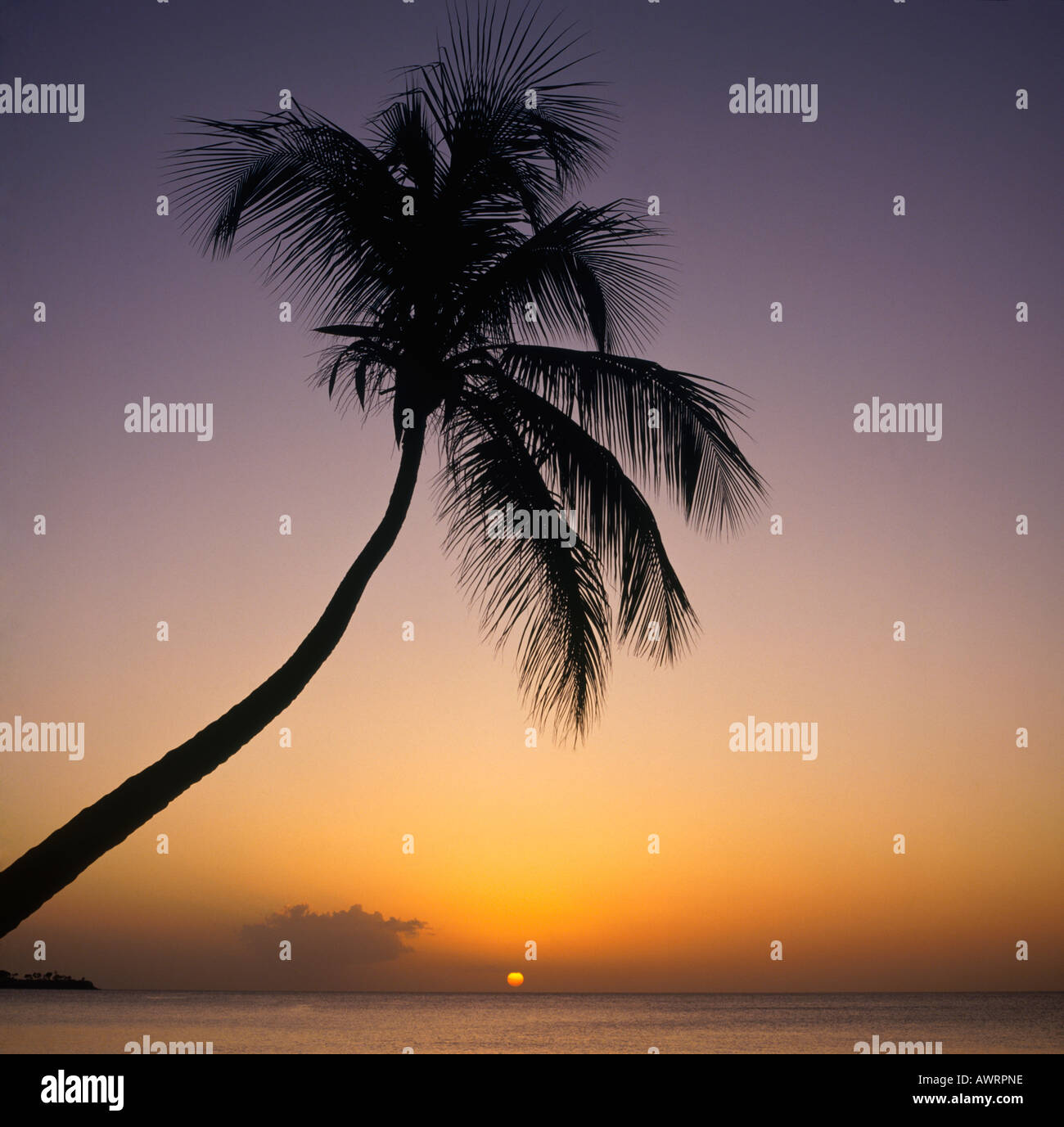 Sonnenuntergang und dunkle Silhouette einer Palme im Vordergrund vom Strand am Grand Anse Grenada Insel Karibik West Indies Stockfoto