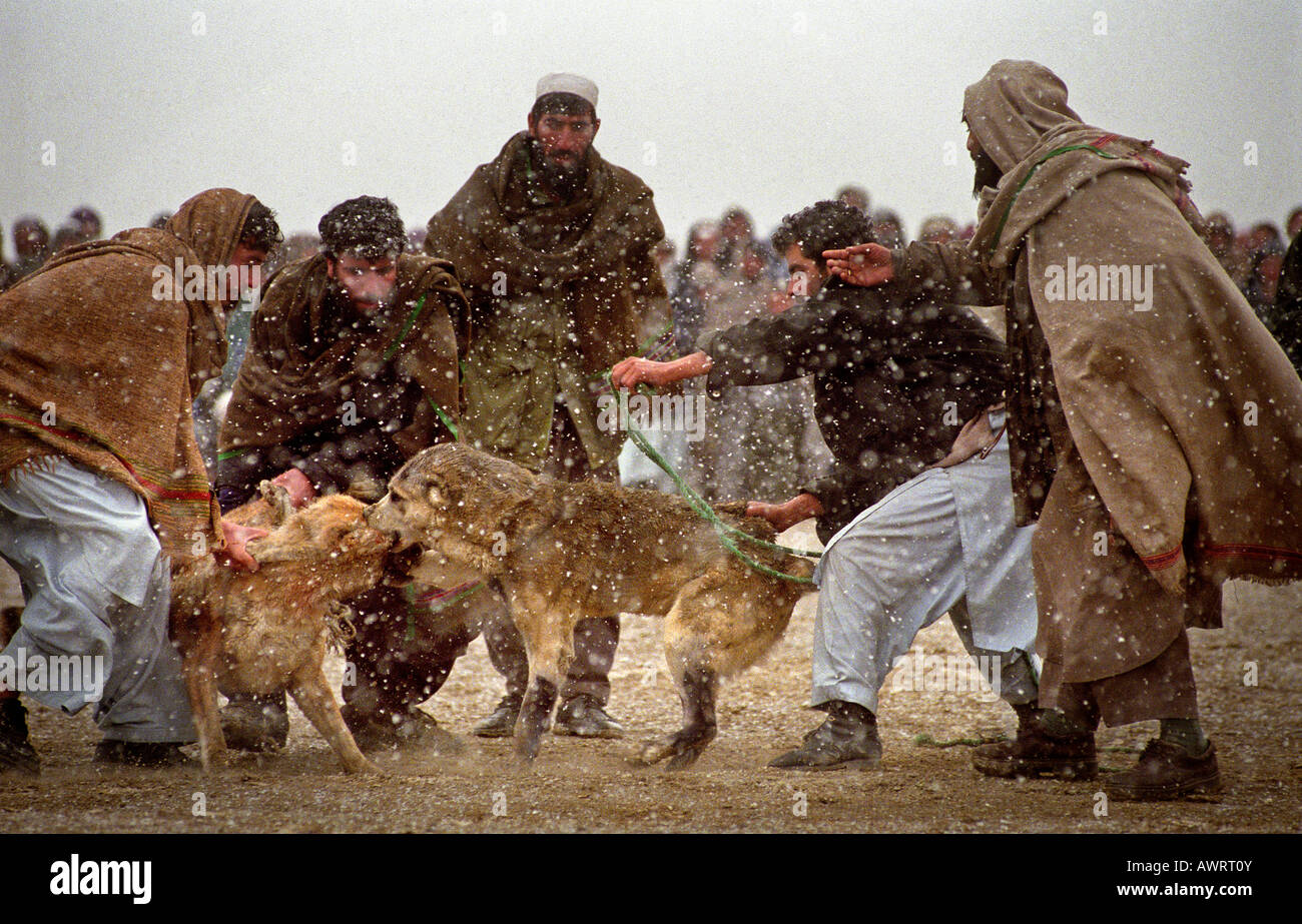 Afghanische Hundekämpfe Stockfoto