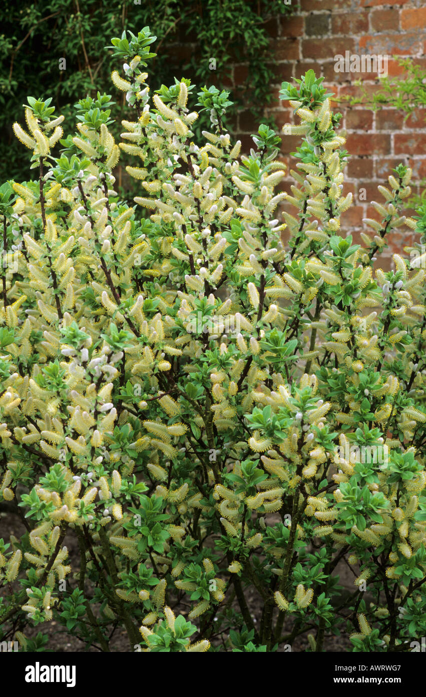 Salix Handsworthensis "Wehrhahnii", April, Weide, gelbe Blüte, Frühling, Garten Pflanze Pflanzen Blume Blume Weiden Stockfoto