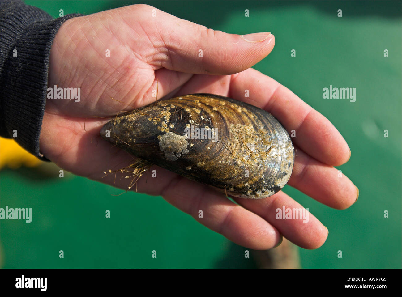 Hand, die eine blaue Miesmuschel (Mytilus) Galizien, Spanien, Europa Stockfoto