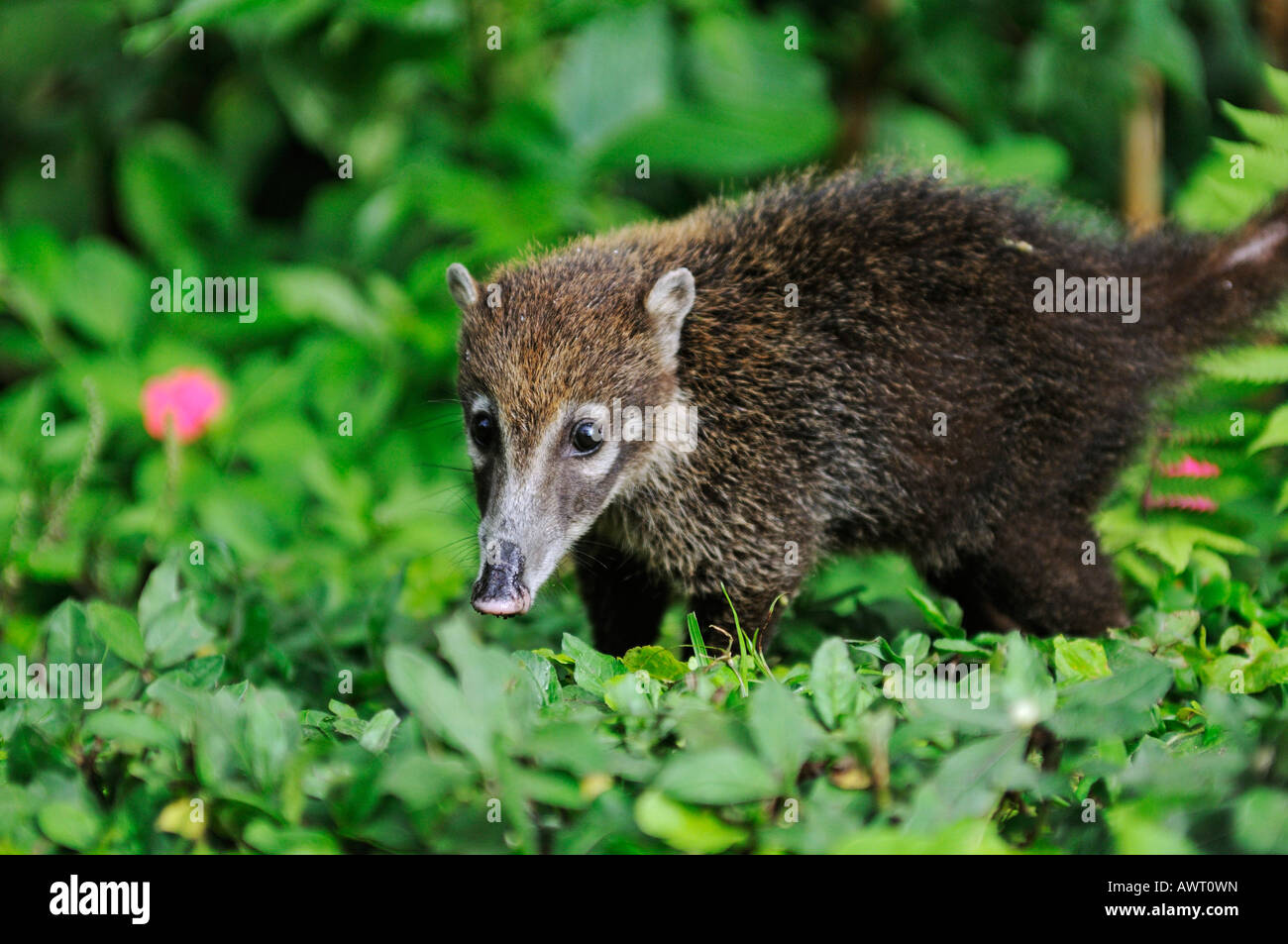 White-gerochene Nasenbär (Nasua Narica), Costa Rica, Mittelamerika Stockfoto