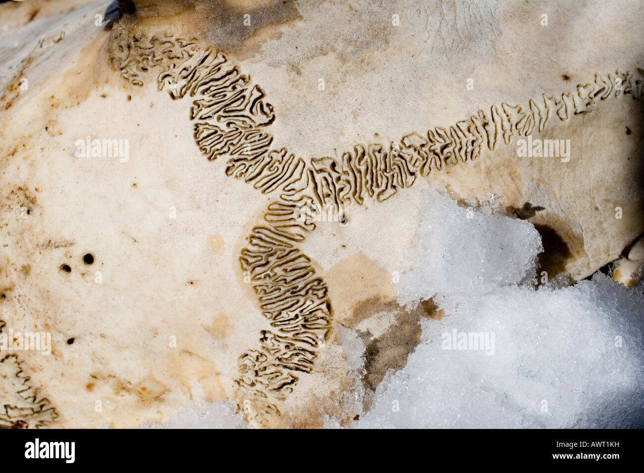 Ein eindeutiges Muster erscheint auf einen Hirsch-Schädel im Winter im Wald gefunden Stockfoto