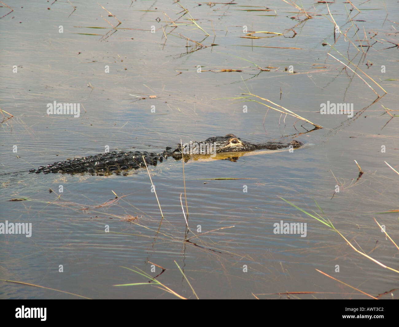 AJD39370, Everglades, FL, Florida Stockfoto