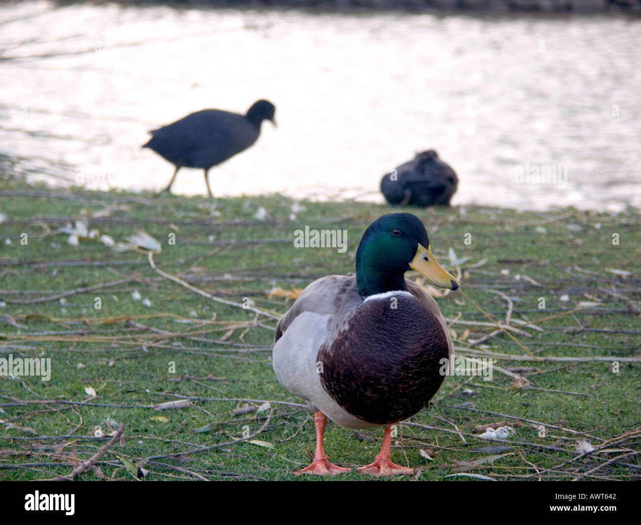 Drake Mallard (Anas Platyrhynchos) und Blässhühner (Fulica Atra), Mijas, Costa Del Sol, Spanien, Europa, Stockfoto