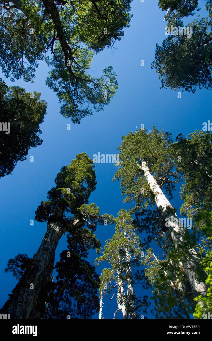 Alerce (Fitzroya Cupressoides) Bäume WILD, Nationalpark Alerce Alpino, CHILE Stockfoto