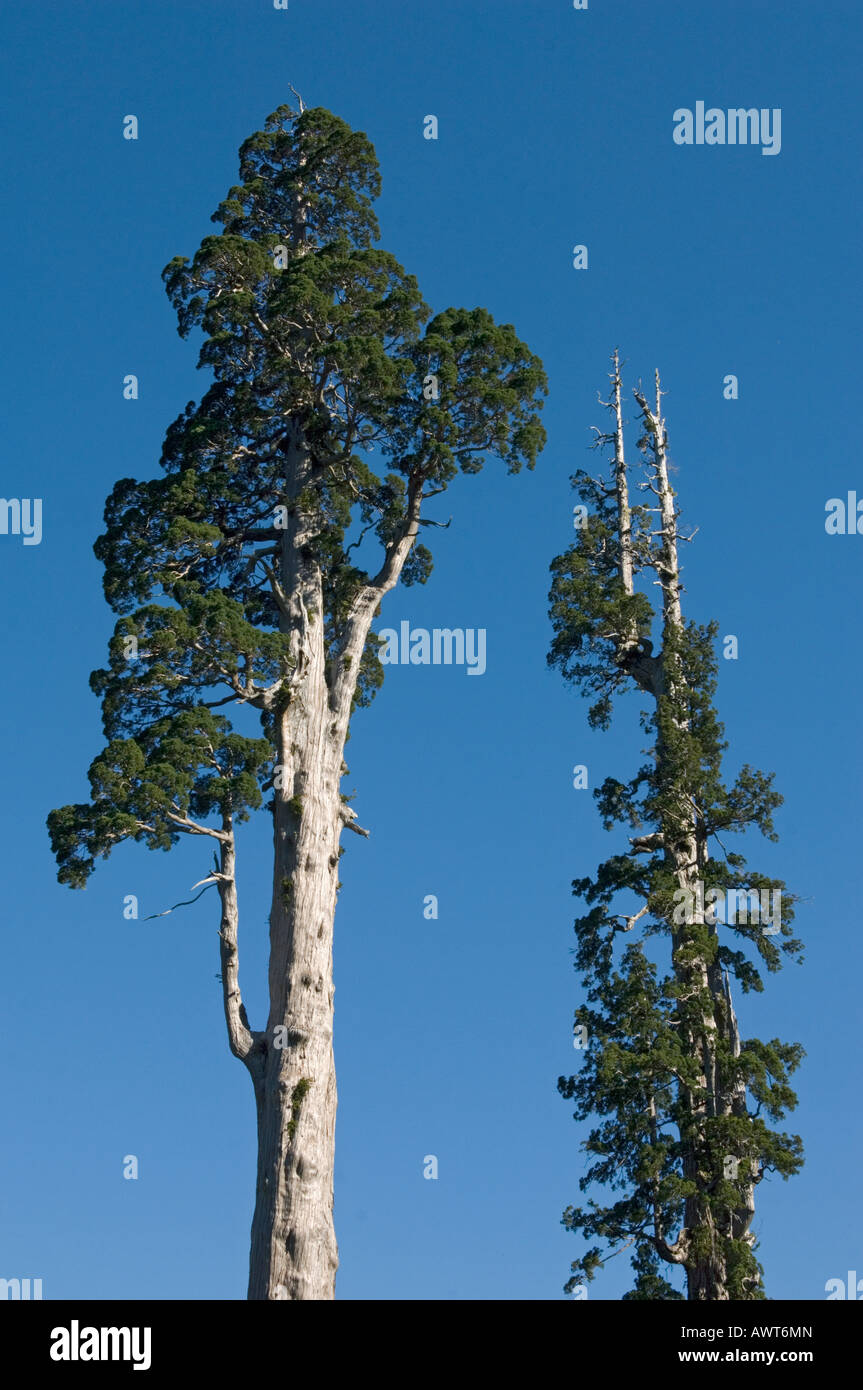 Alerce (Fitzroya Cupressoides) Baum WILD, Nationalpark Alerce Alpino, CHILE Stockfoto