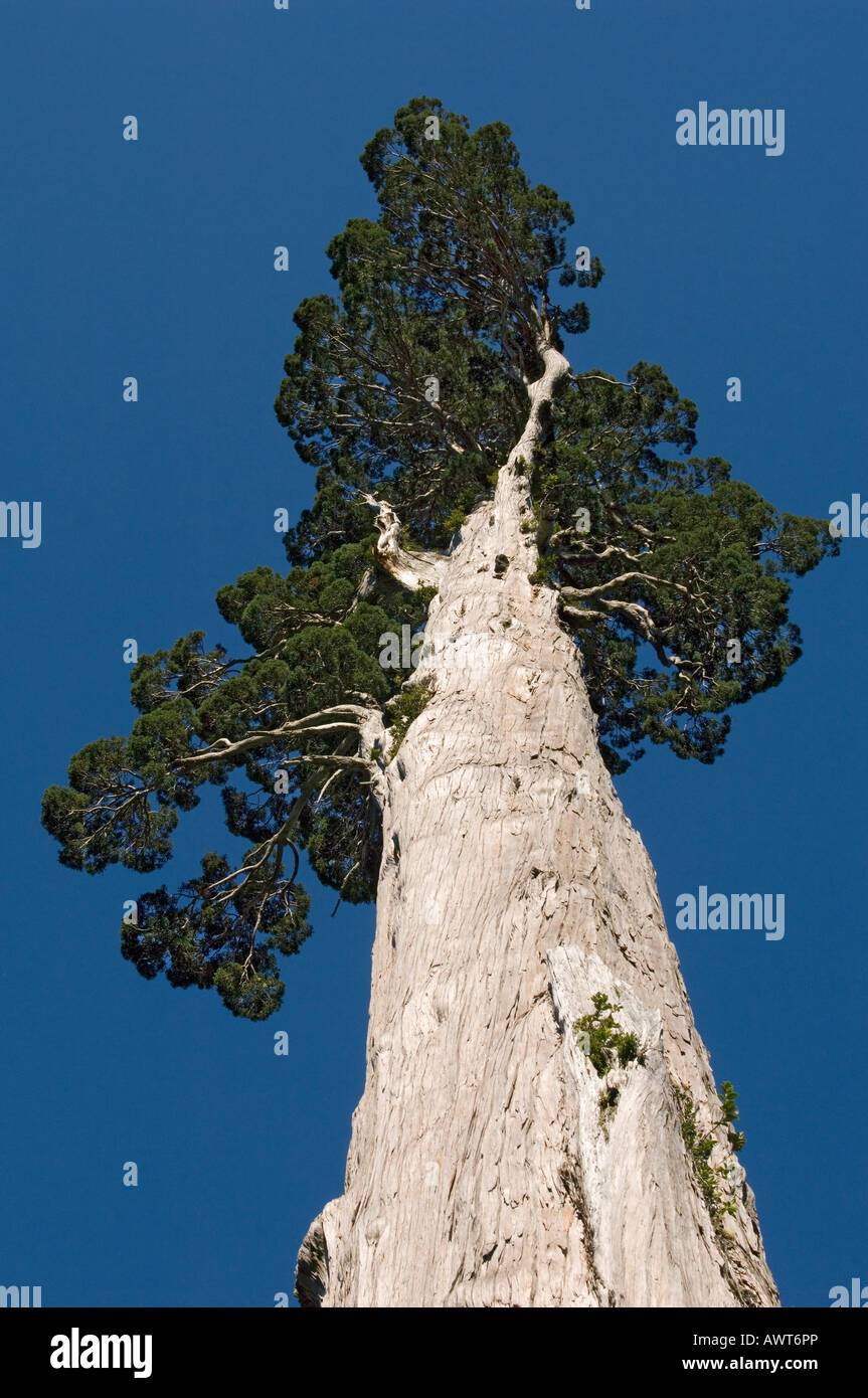 Alerce (Fitzroya Cupressoides) Baum WILD, Nationalpark Alerce Alpino, CHILE Stockfoto
