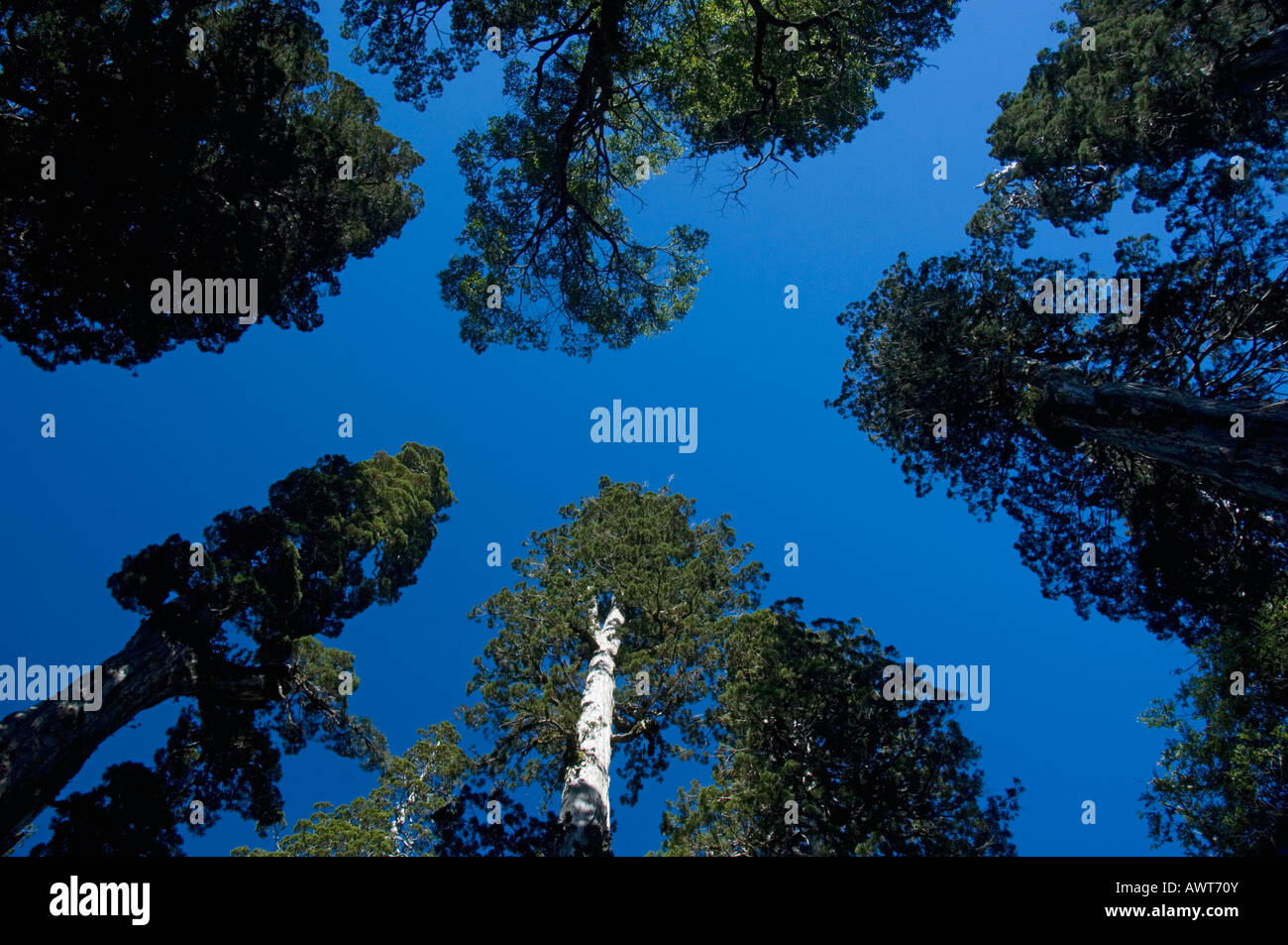 Alerce (Fitzroya Cupressoides) Bäume WILD, Nationalpark Alerce Alpino, CHILE Stockfoto