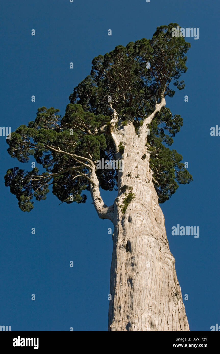 Alerce (Fitzroya Cupressoides) Baum WILD, Nationalpark Alerce Alpino, CHILE Stockfoto