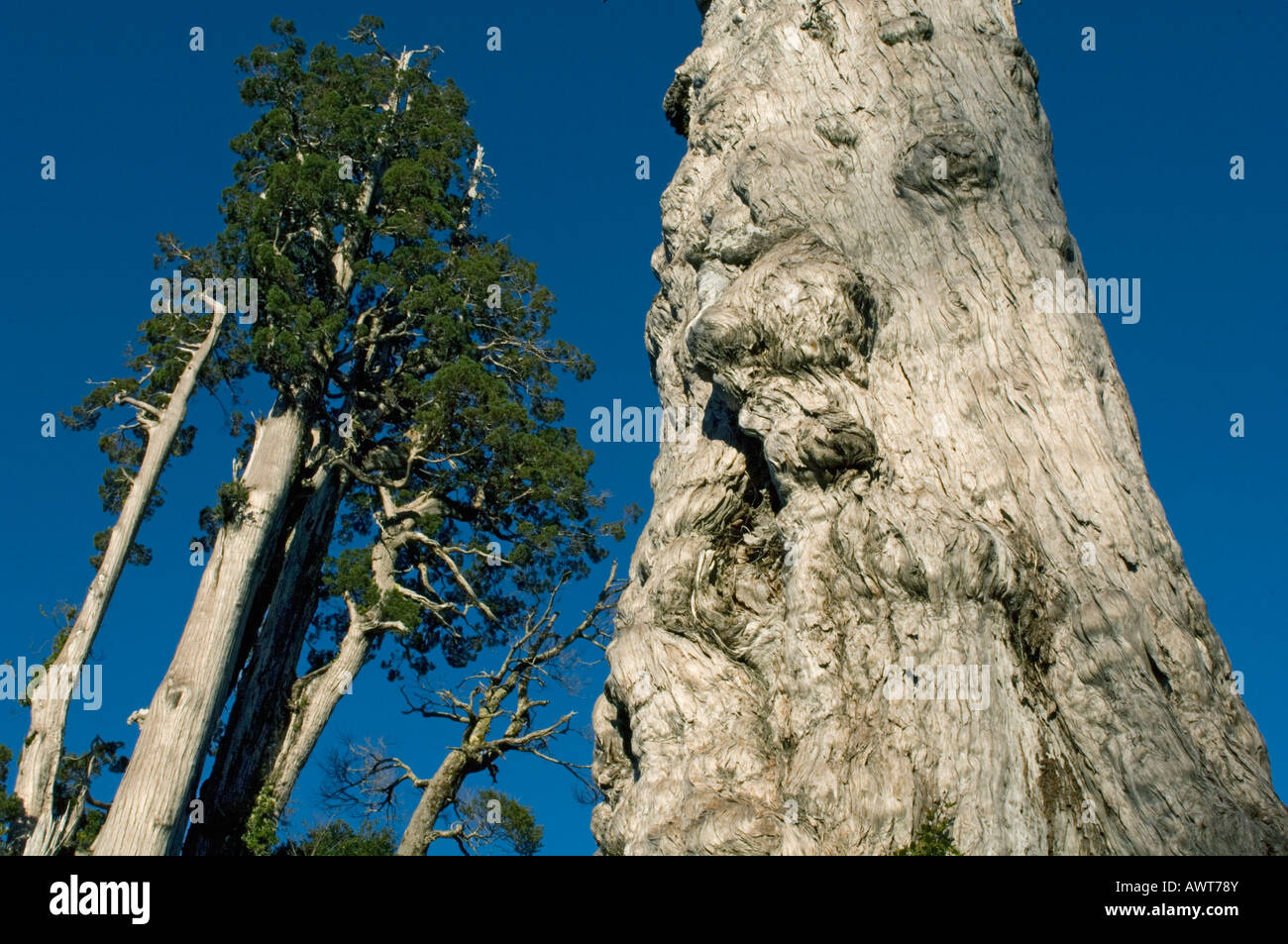Alerce (Fitzroya Cupressoides) Bäume WILD, Nationalpark Alerce Alpino, CHILE Stockfoto