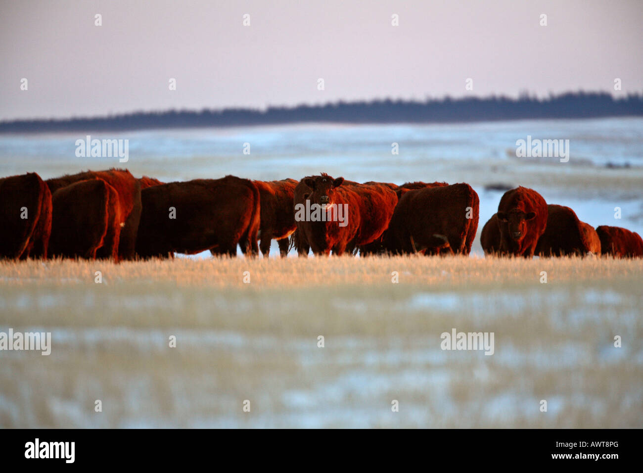 Rinder im Winter Weide Stockfoto