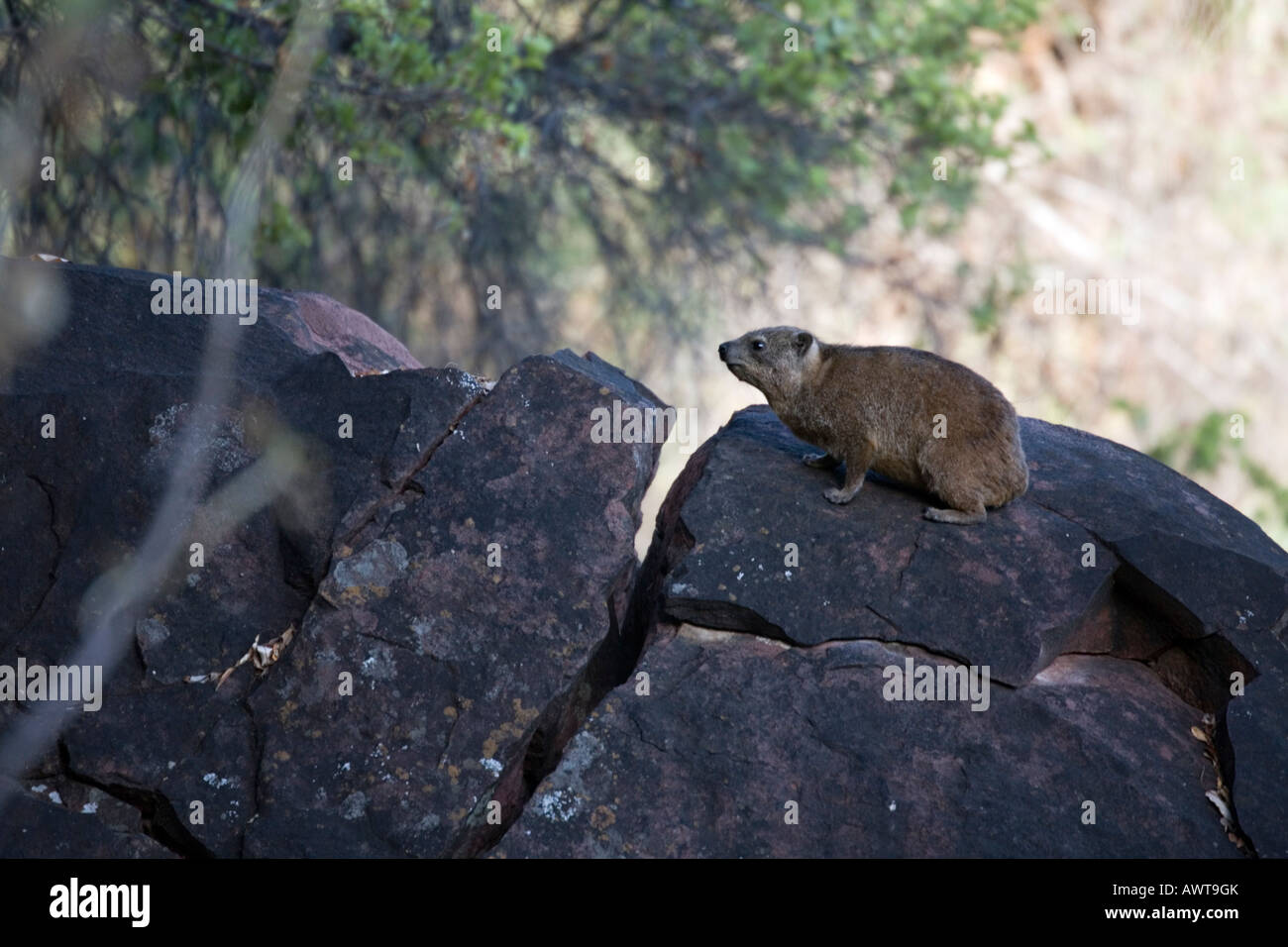 Ein Cape Hyrax oder Rock Hyrax oder Klippschliefer Procavia Capensis, sonnen sich auf Felsen, Waterberg Plateau Park, Namibia Stockfoto