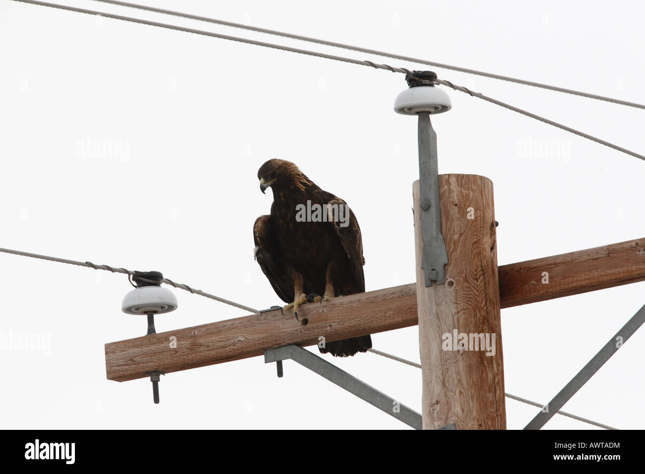 Steinadler thront auf Elektromasten Stockfoto