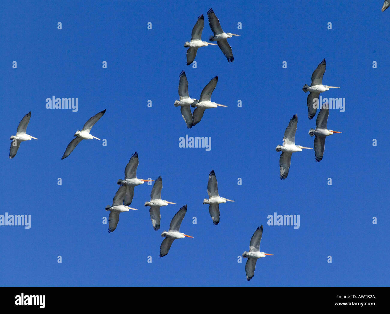 Dalmatinische Pelikane Pelicanus Crispus Migration von Bulgarien Stockfoto