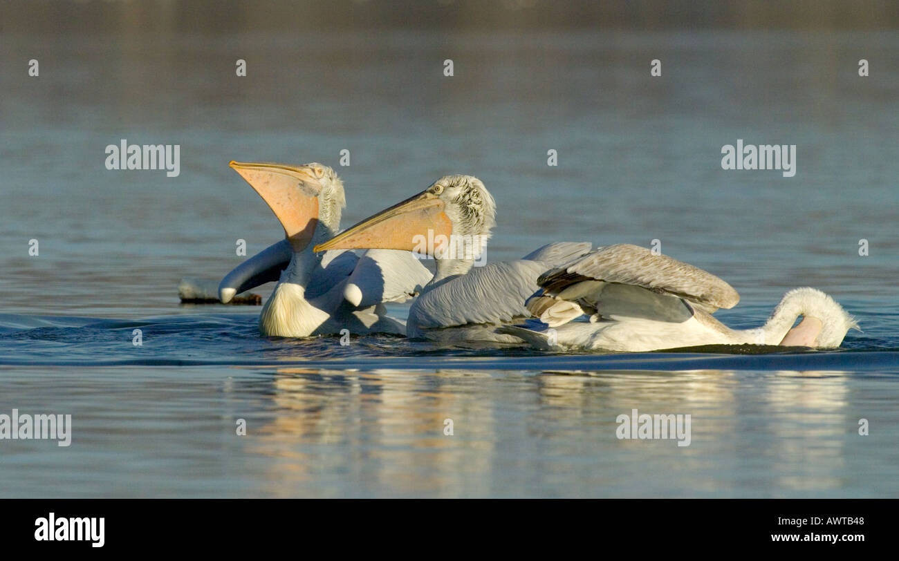 Dalmatinische Pelikane Pelicanus Crispus Angeln See Kerkini Griechenland Januar Stockfoto