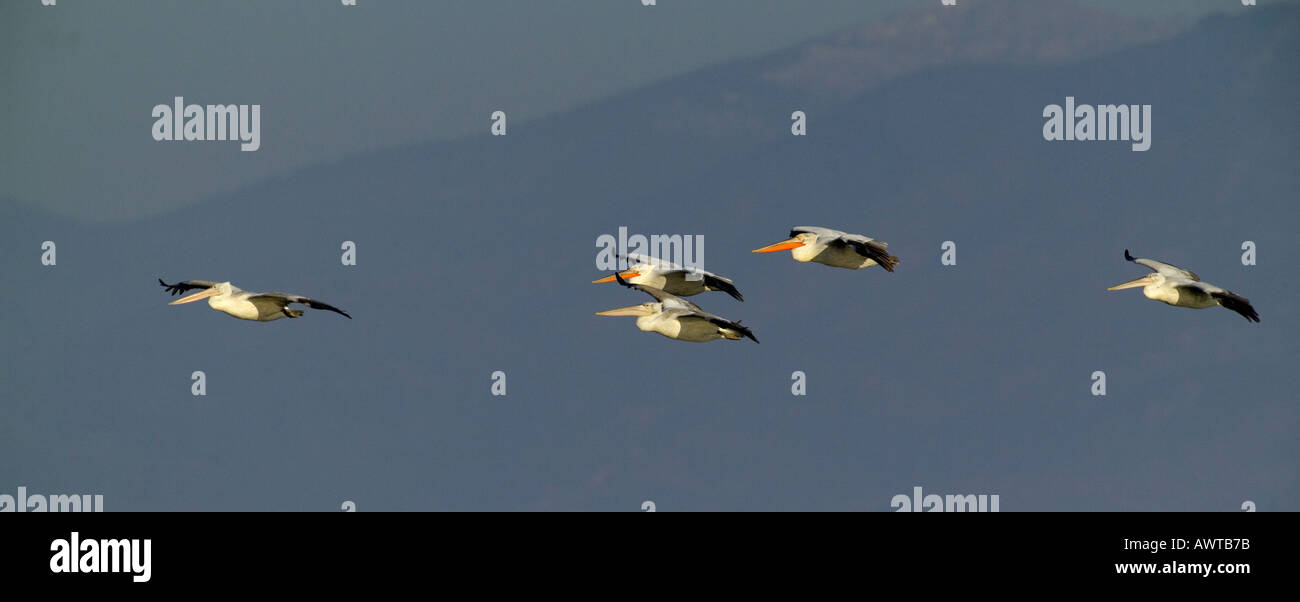 Dalmatinische Pelikane Pelicanus Crispus Erwachsene See Kerkini Griechenland winter Stockfoto