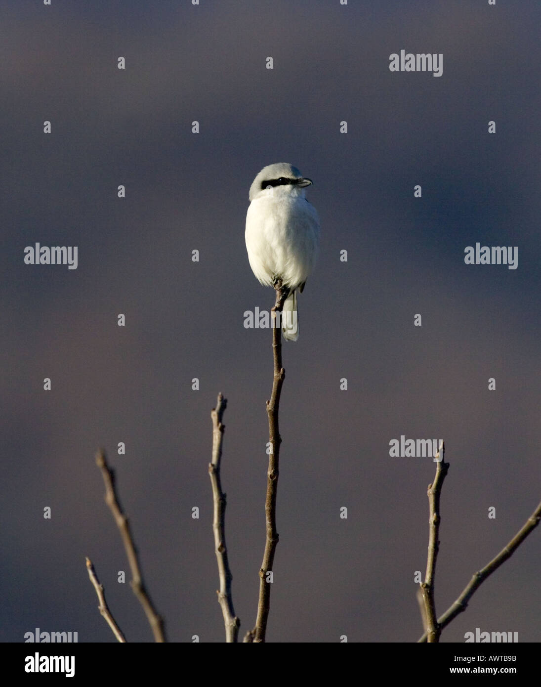 Winterlicher Grey Shrike Lanius Excubitor Griechenland Stockfoto