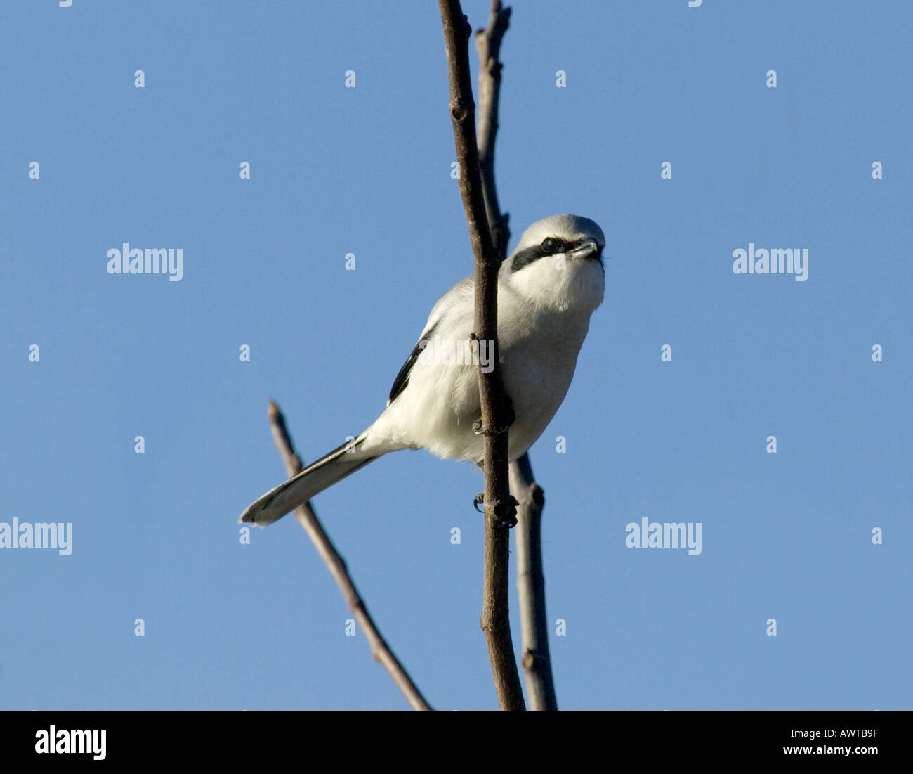 Winterlicher Grey Shrike Lanius Excubitor Griechenland Stockfoto