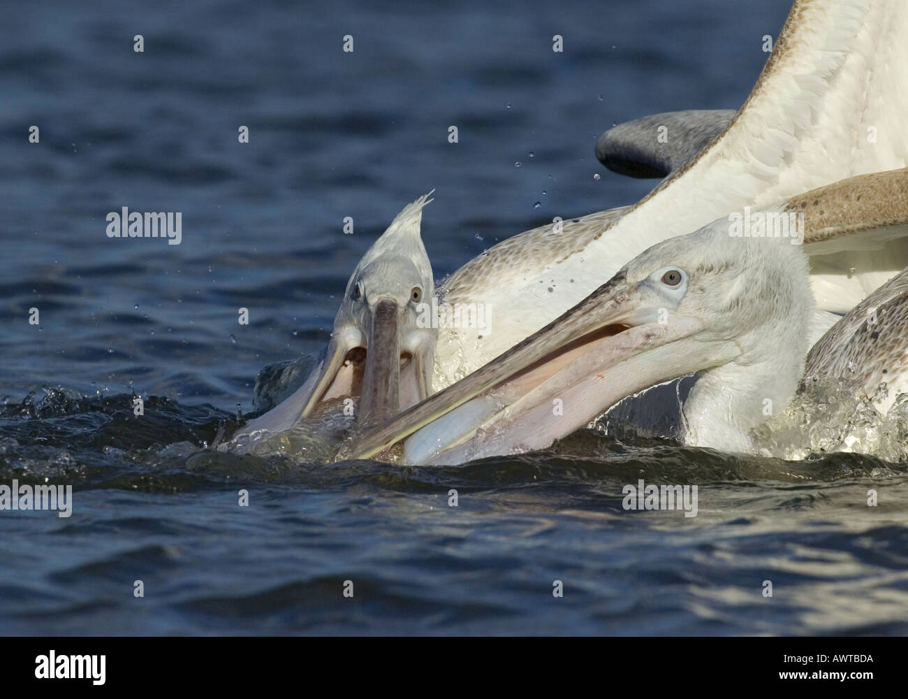 Dalmatinische Pelikan Pelicanus Crispus Jungvögel Angeln See Kerkini Griechenland Januar Stockfoto