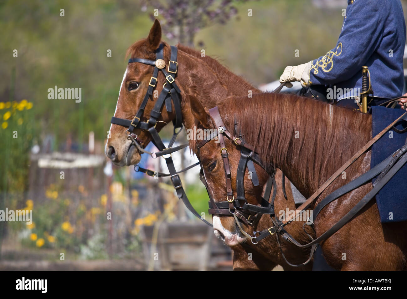 American Civil War Reenactment Soldaten zu Pferde in Vista, Kalifornien Stockfoto