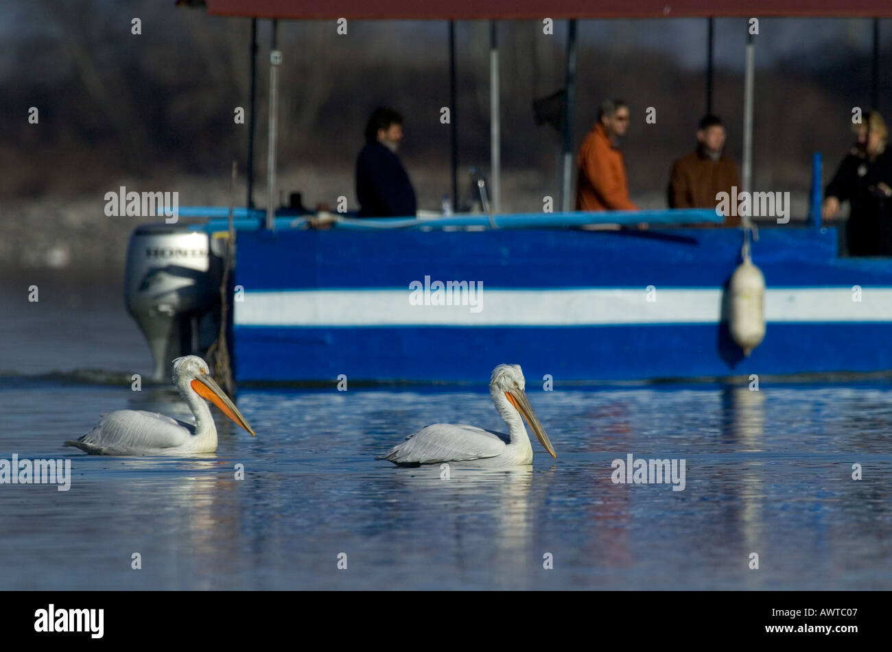 Dalmatinische Pelikan Pelicanus Crispus und Touristen auf Vogelbeobachtung tour See Kerkini Griechenland Januar Stockfoto