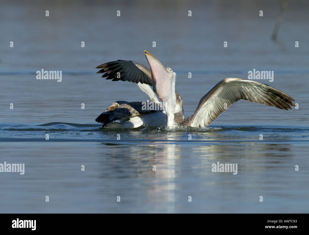 Dalmatinische Pelikan Pelicanus Crispus unreifen See Kerkini Griechenland Januar Stockfoto