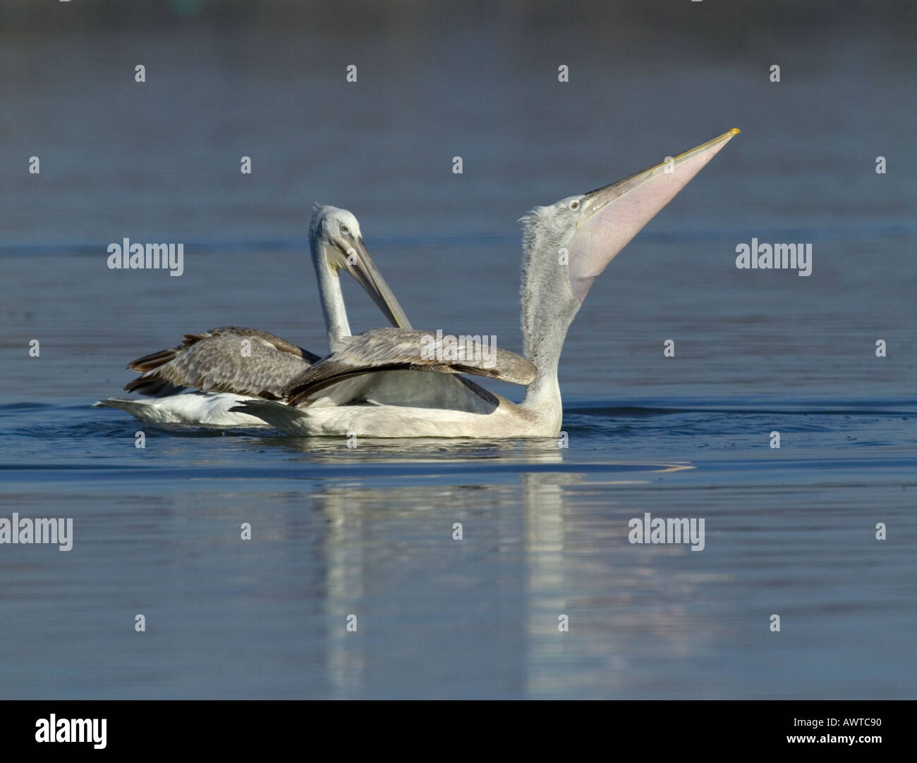 Dalmatinische Pelikan Pelicanus Crispus unreifen See Kerkini Griechenland Januar Stockfoto