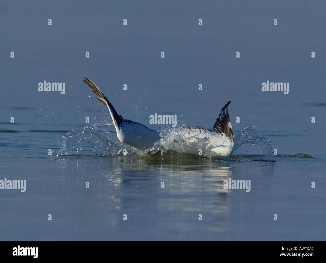 Dalmatinische Pelikan Pelicanus Crispus Erwachsenen Fischen See Kerkini Griechenland Januar Tauchen Tauchen Stockfoto
