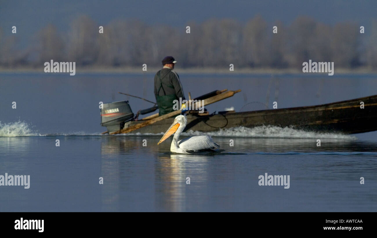 Dalmatinische Pelikan Pelicanus Crispus Erwachsener und Fischer See Kerkini Griechenland Januar Stockfoto