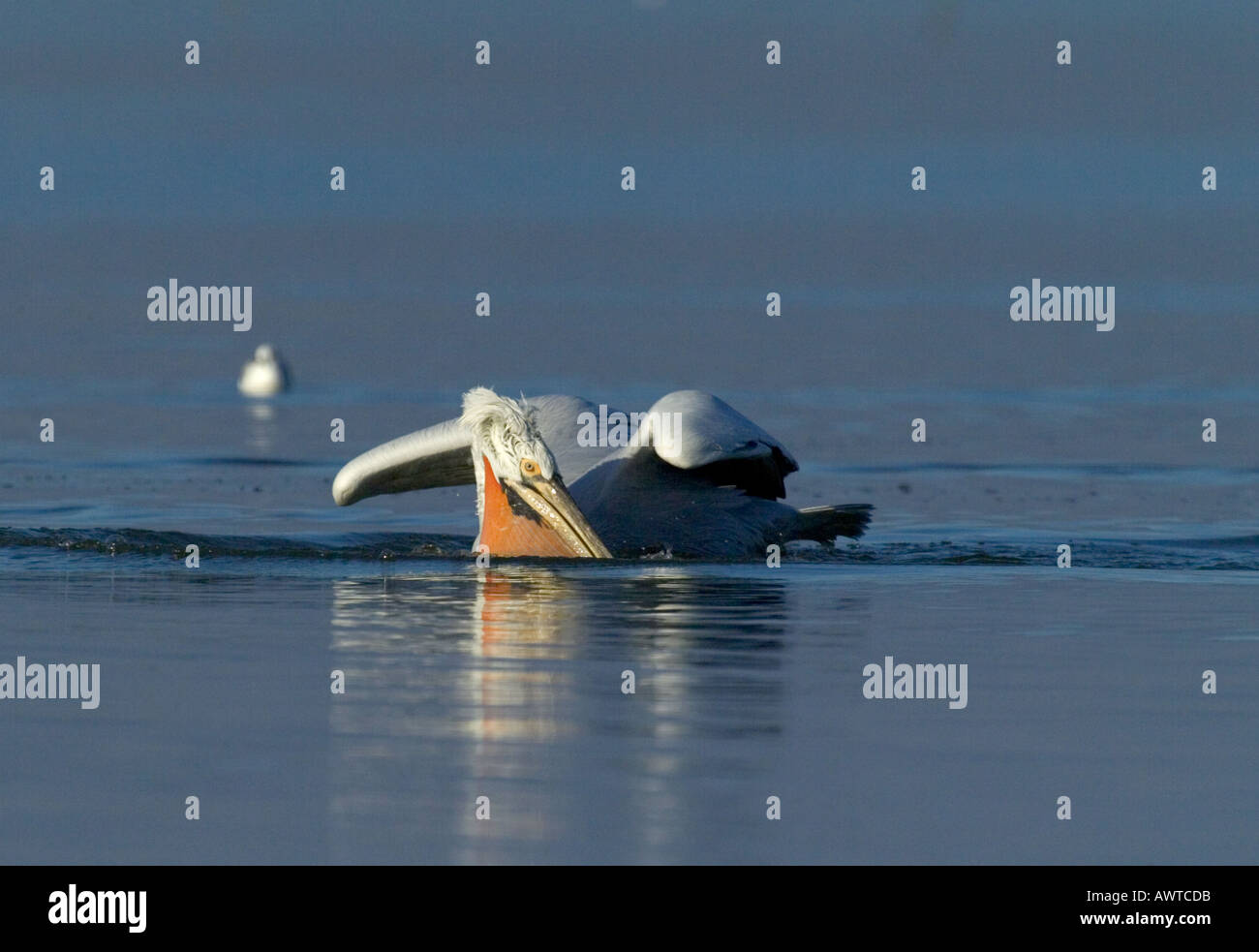 Dalmatinische Pelikan Pelicanus Crispus Erwachsenen Fischen See Kerkini Griechenland Januar Stockfoto
