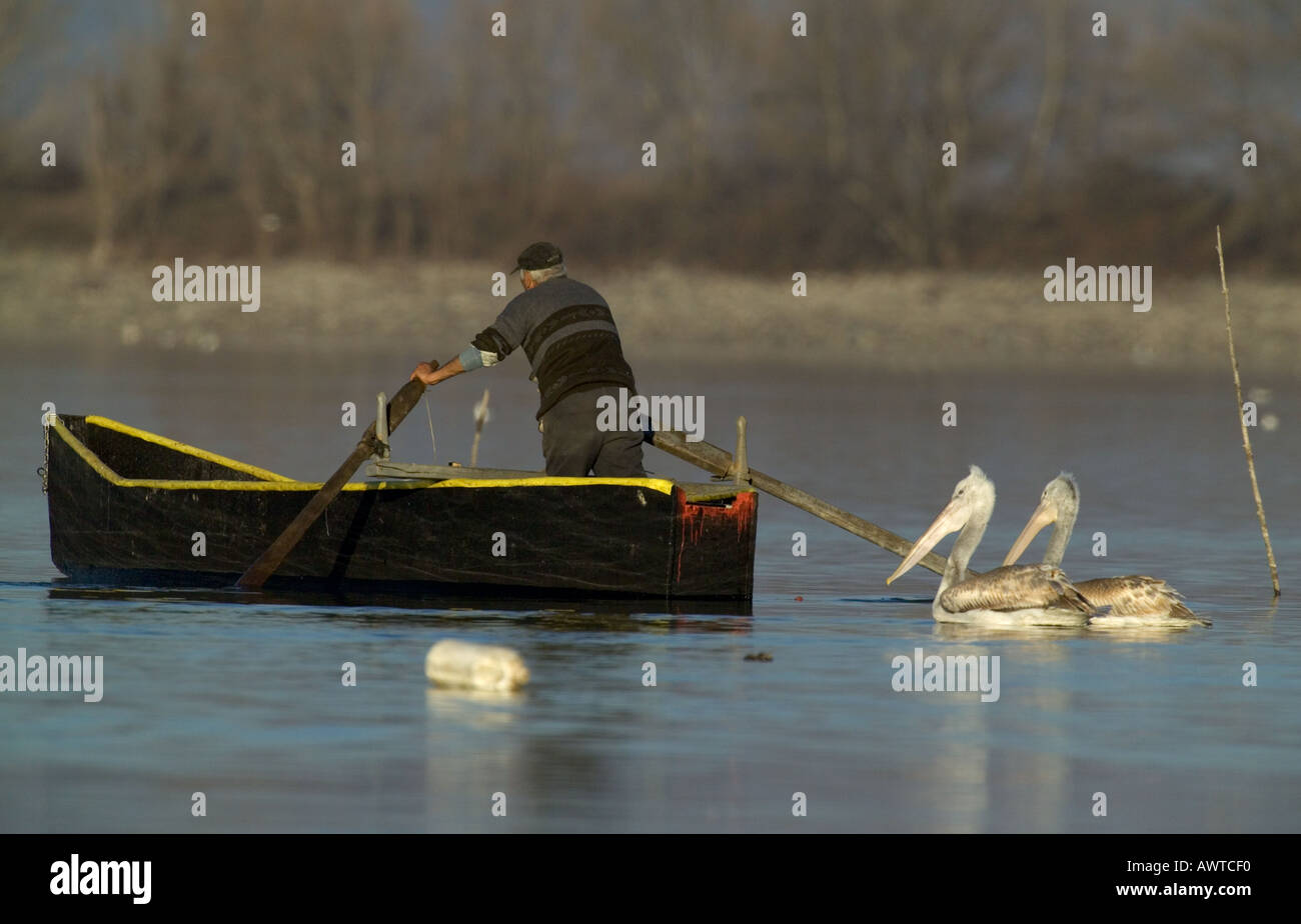 Fischer mit zwei dalmatinische Pelikane Folgendes in der Hoffnung auf eine Mahlzeit See Kerkini Griechenland winter Stockfoto