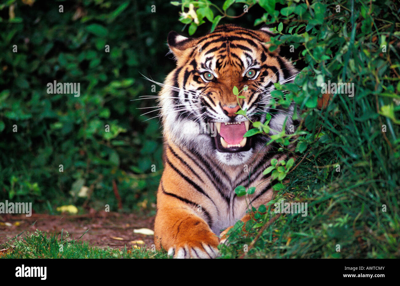 Tigre de Siberie sibirische TIGER KNURREND hinter VEGETATION Aggression aggressive Altaica Tier Asien Asiatische asiatische Markenphilosophie Stockfoto