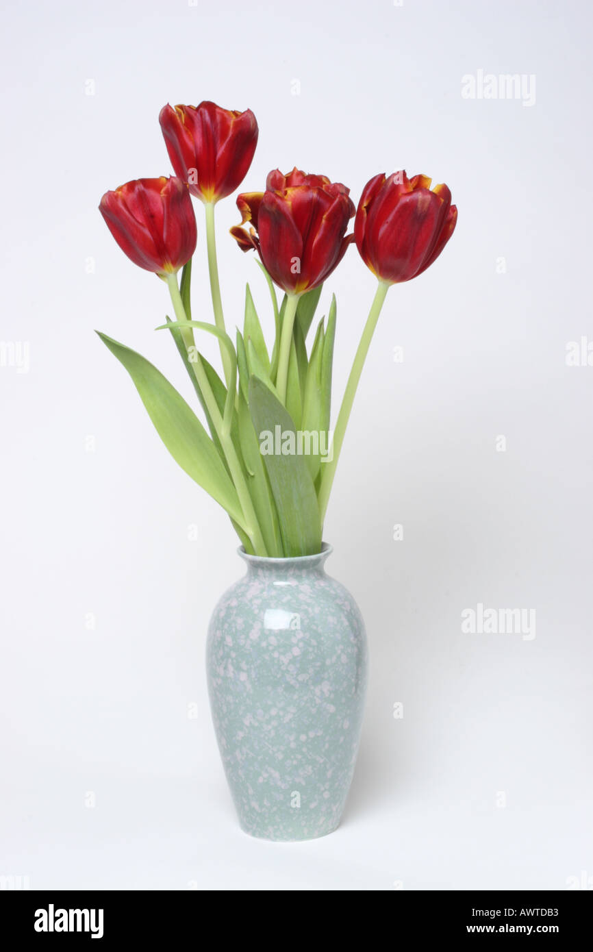 Dunkle rote Tulpen in blauer Vase weißer Hintergrund Stockfoto