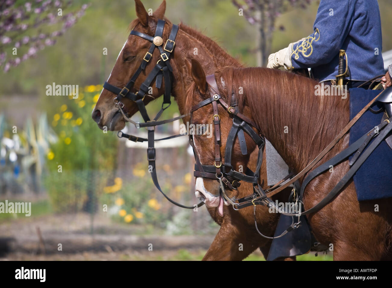 American Civil War Reenactment Soldaten zu Pferde in Vista, Kalifornien Stockfoto