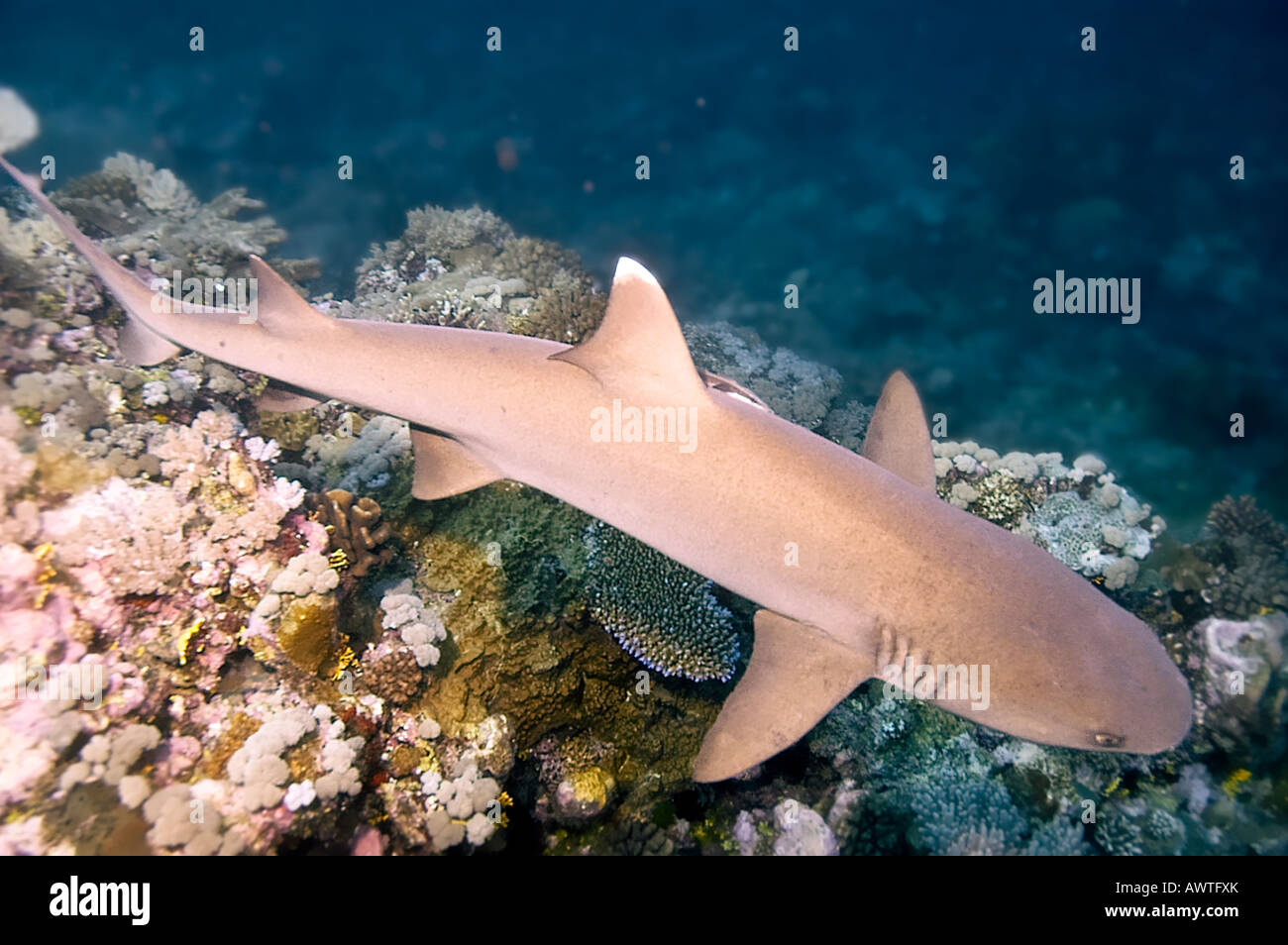 Weißspitzen-Riffhaie und bunte Korallen des Great Barrier Reef Australien Stockfoto